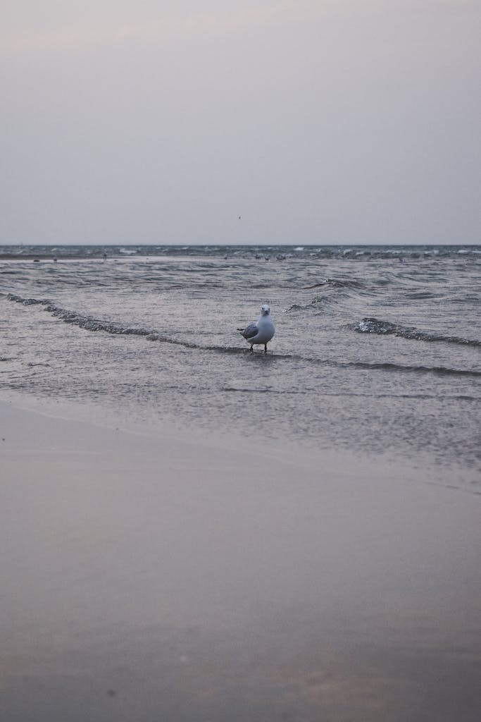 ]Bird on Beach