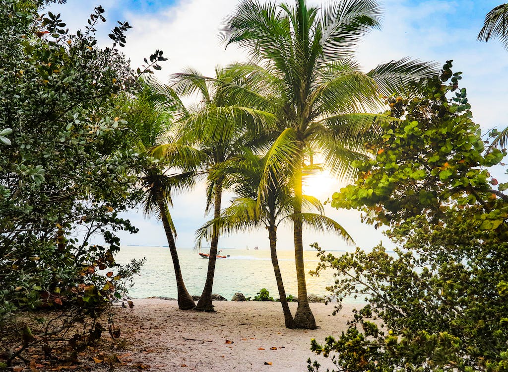 Coconut Trees