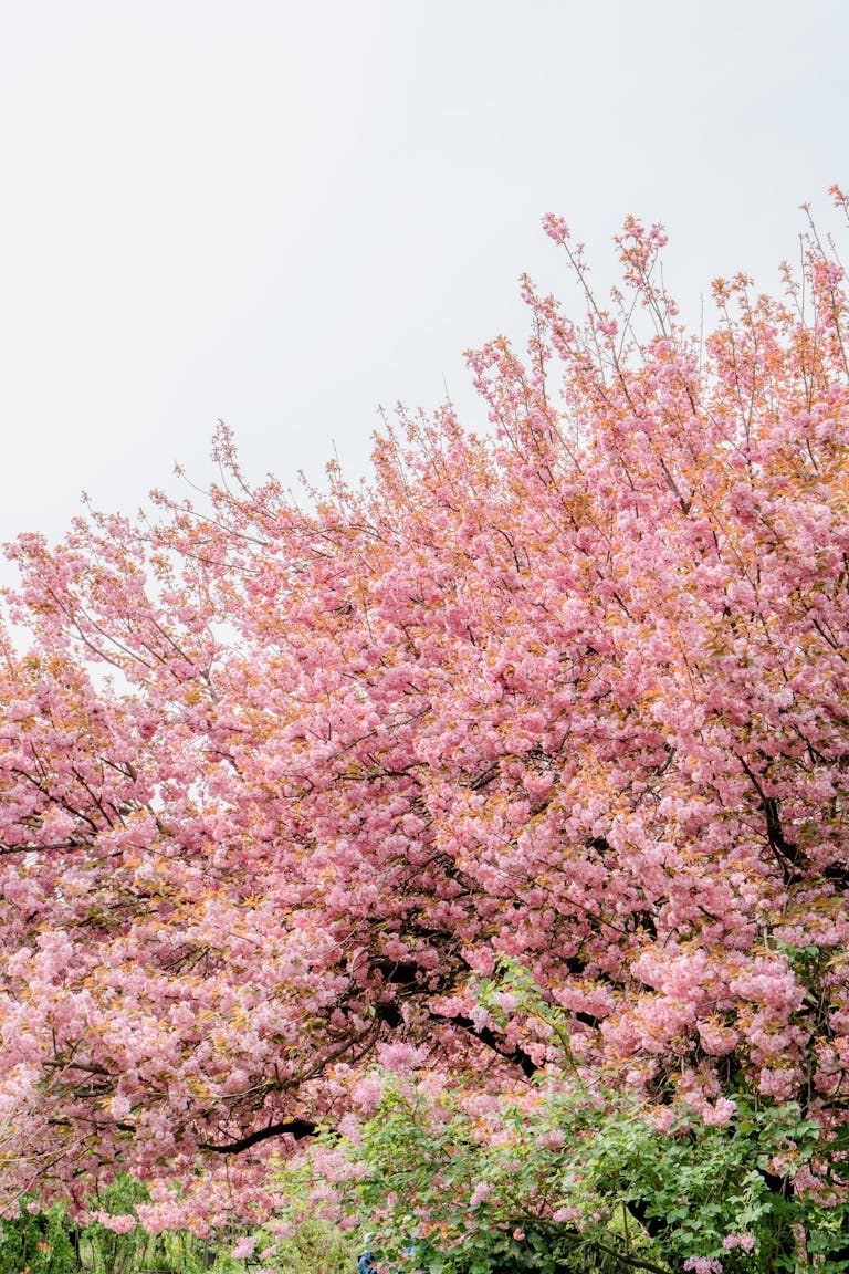 A pink tree with pink flowers in the background