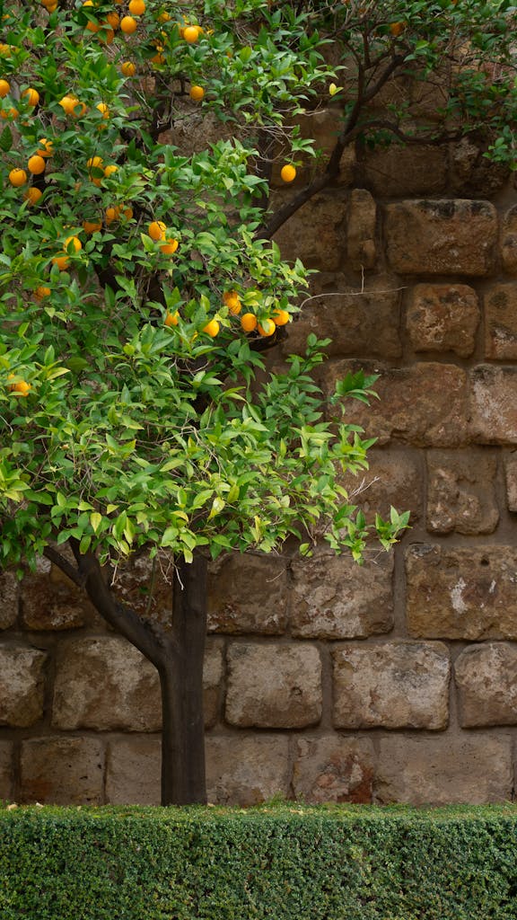 Orange Tree by Wall