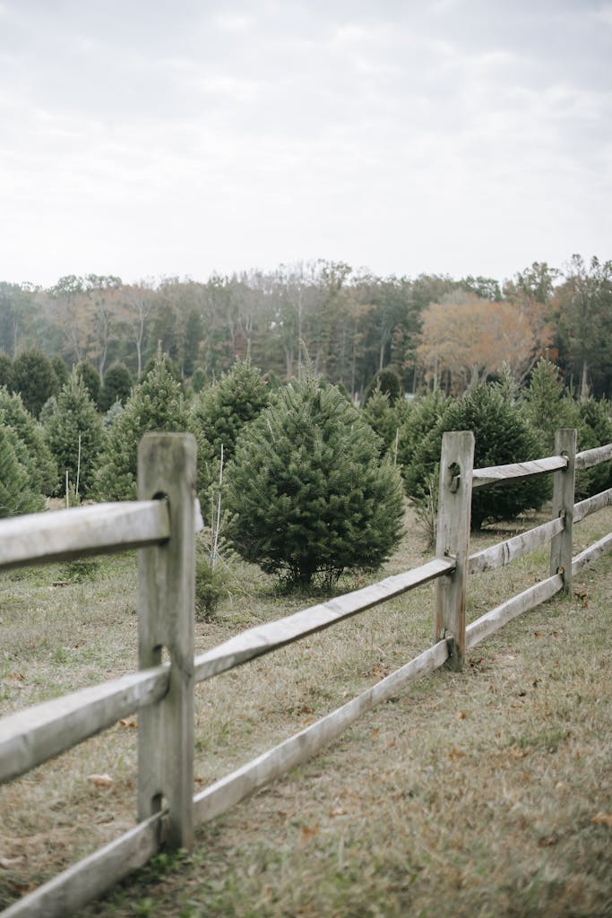 Wooden enclosure of fir trees with variety of spruces cultivating in farm for Christmas